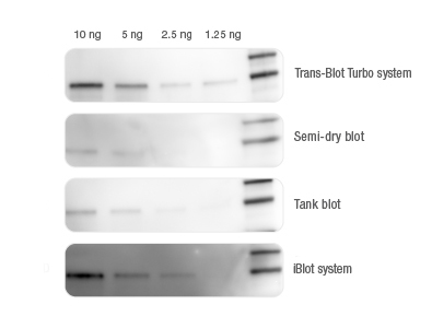 BIO-RAD Trans-Blot&reg;Turbo美國(guó)伯樂全能型蛋白轉(zhuǎn)印系統(tǒng)1704150