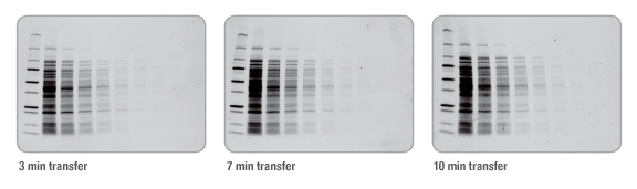 BIO-RAD Trans-Blot&reg;Turbo美國(guó)伯樂全能型蛋白轉(zhuǎn)印系統(tǒng)1704150