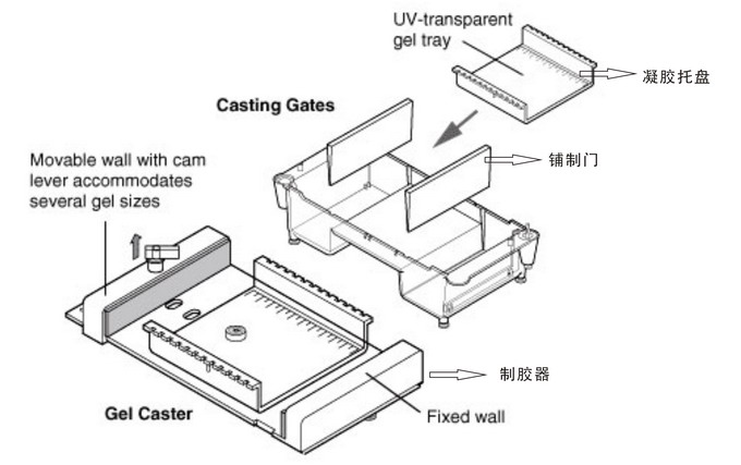 美國(guó)Bio-rad伯樂Sub-Cell Model 96水平型電泳槽